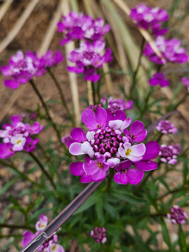 Erstes Zusatzbild des Artikels "Schleifenblume Absolutely Amethyst" (Bildbeschreibung ist in Arbeit