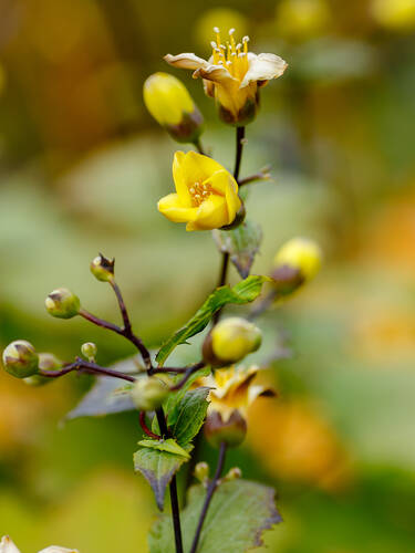 Zweites Zusatzbild des Artikels "Wachsglocke" (Bildbeschreibung ist in Arbeit