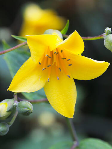 Drittes Zusatzbild des Artikels "Wachsglocke" (Bildbeschreibung ist in Arbeit