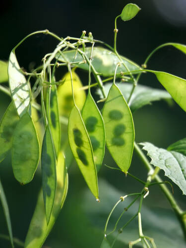 erstes zustzliches Bild des Artikels "Mondviole/Silberblatt"