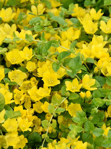 erstes zustzliches Bild des Artikels "Pfennigkraut Aurea"