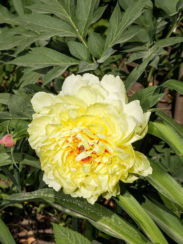 Pfingstrose Shining Light Pfingstrosen Paonien Pflanzen