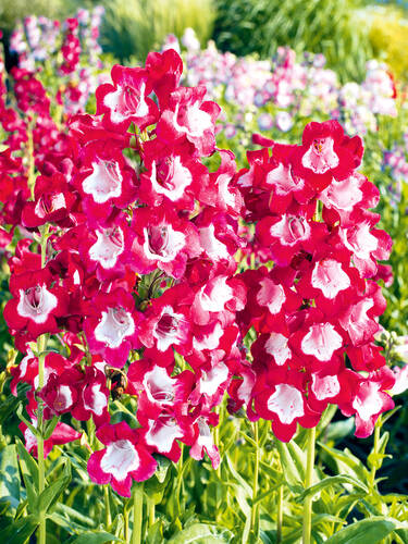 Bartblume Rubicunda Staudenpflanzen Fur Sonnige Standorte Gartenversandhaus De