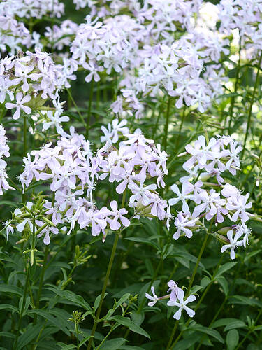 Erstes Zusatzbild des Artikels "Wald-Flammenblume White Perfume" (Bildbeschreibung ist in Arbeit
