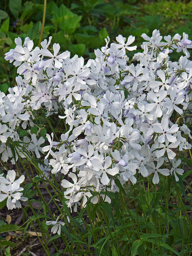Zweites Zusatzbild des Artikels "Wald-Flammenblume White Perfume" (Bildbeschreibung ist in Arbeit