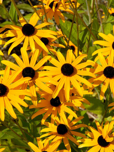 Erstes Zusatzbild des Artikels "Sonnenhut Goldsturm" (Bildbeschreibung ist in Arbeit