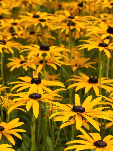 Zweites Zusatzbild des Artikels "Sonnenhut Goldsturm" (Bildbeschreibung ist in Arbeit