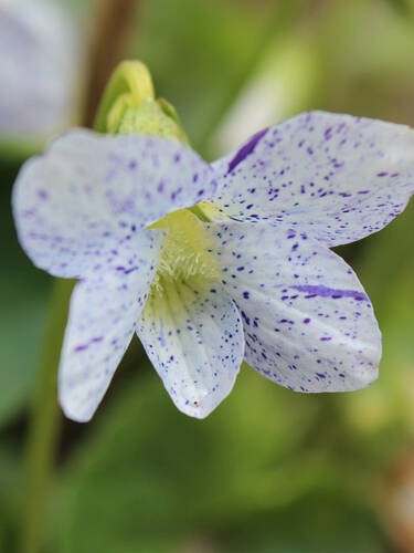 Pflanzen - Pfingst-Veilchen Freckles Bild 2