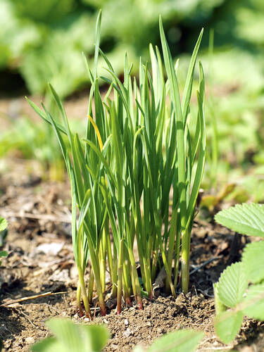 Kruterpflanzen - Schnittknoblauch Bild 2