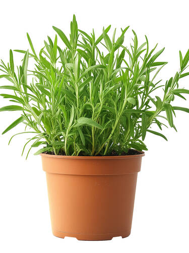 Erstes Zusatzbild des Artikels "Franzsischer Estragon French Tarragon" (Bildbeschreibung ist in Arbeit