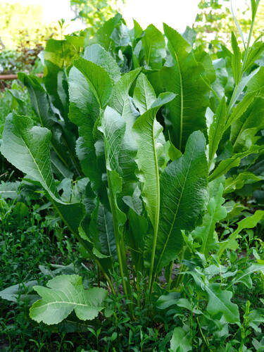 Zweites Zusatzbild des Artikels "Original Spreewlder Meerrettich" (Bildbeschreibung ist in Arbeit