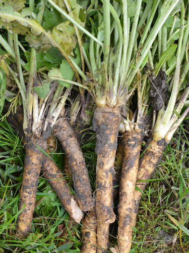 Drittes Zusatzbild des Artikels "Original Spreewlder Meerrettich" (Bildbeschreibung ist in Arbeit