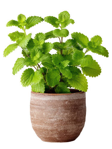 Erstes Zusatzbild des Artikels "Zitronenmelisse" (Bildbeschreibung ist in Arbeit