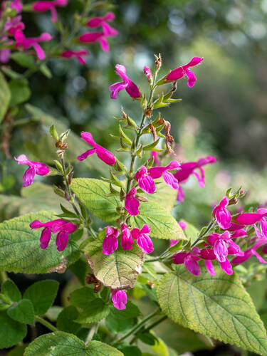 Erstes Zusatzbild des Artikels "Frucht-Salbei" (Bildbeschreibung ist in Arbeit