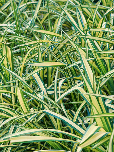 Erstes Zusatzbild des Artikels "Japan-Gold-Segge Evergold" (Bildbeschreibung ist in Arbeit