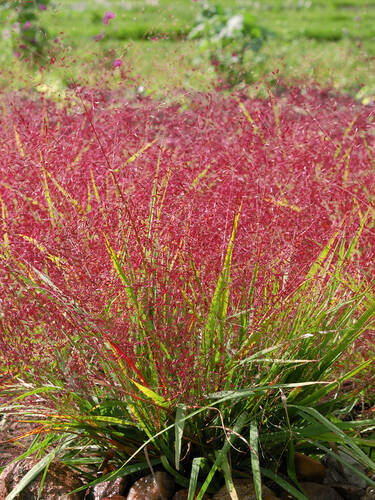Eragrostis spectabilis großer Topf Purpur Liebesgras