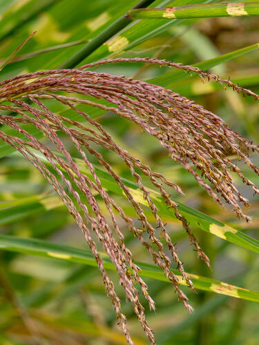 Ziergras - Chinaschilf Zebrinus Bild 2