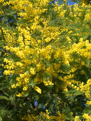 Erstes Zusatzbild des Artikels "Gelbe Mimose" (Bildbeschreibung ist in Arbeit