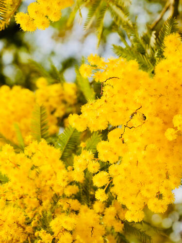 Zweites Zusatzbild des Artikels "Gelbe Mimose" (Bildbeschreibung ist in Arbeit