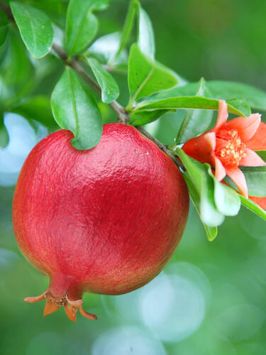 Zweites Zusatzbild des Artikels "Granatapfel Crimson Sky" (Bildbeschreibung ist in Arbeit