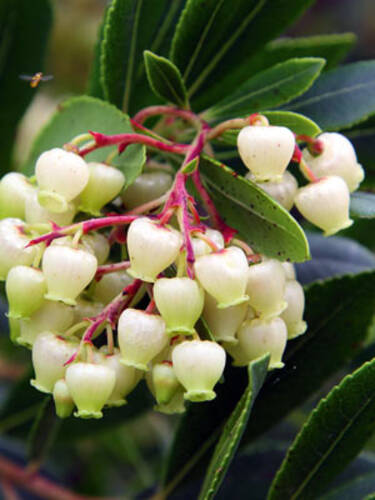 erstes zustzliches Bild des Artikels "Erdbeerbaum" aus der Kategorie "Ziergehlze"