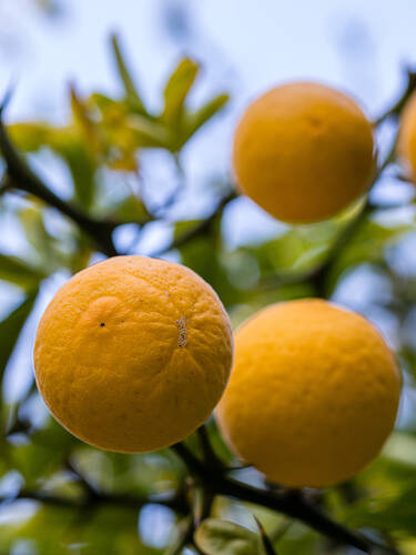 Erstes Zusatzbild des Artikels "Winterharte Bitterorange" (Bildbeschreibung ist in Arbeit