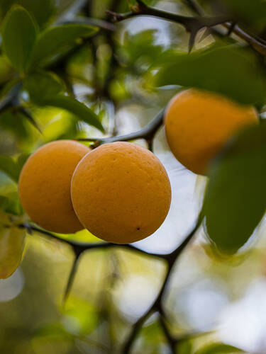 Zweites Zusatzbild des Artikels "Winterharte Bitterorange" (Bildbeschreibung ist in Arbeit