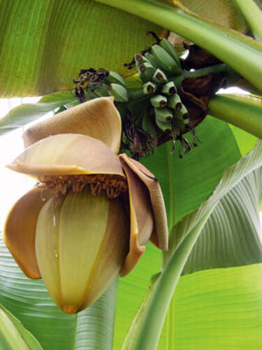 Kübelpflanze - Winterharte Banane Bild 2