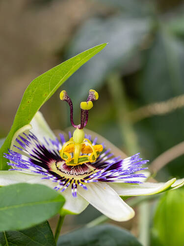 Erstes Zusatzbild des Artikels "Blaue Passionsblume" (Bildbeschreibung ist in Arbeit