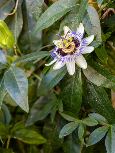 Zweites Zusatzbild des Artikels "Blaue Passionsblume" (Bildbeschreibung ist in Arbeit