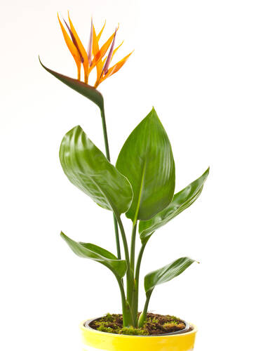 Kübelpflanze - Paradiesvogelblume Bild 2