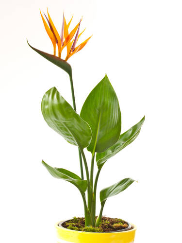 erstes zustzliches Bild des Artikels "Paradiesvogelblume" aus der Kategorie "Kbelpflanze"