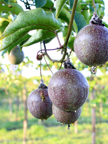 Zweites Zusatzbild des Artikels "Set Passionsfrucht Cooltropics� Eia Popeia� und Blaue Passionsblume" (Bildbeschreibung ist in Arbeit