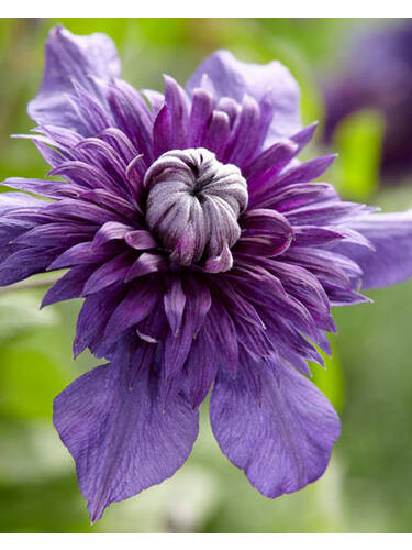 erstes zustzliches Bild des Artikels " Clematis Kokonoe, PBR" aus der Kategorie "Kletterpflanzen"