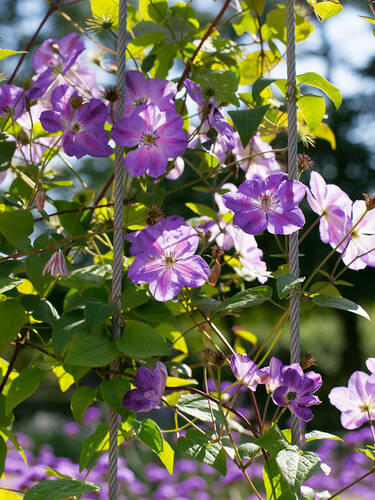Erstes Zusatzbild des Artikels "Clematis Ashva" (Bildbeschreibung ist in Arbeit