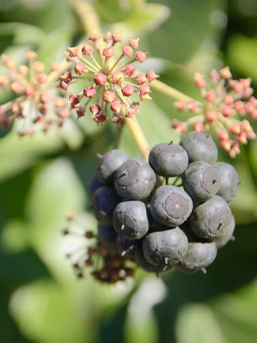 erstes zustzliches Bild des Artikels "Strauch-Efeu Arborescens" aus der Kategorie "Ziergehlze"