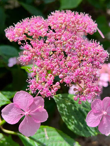 Zweites Zusatzbild des Artikels "Kletterhortensie Crug Coral�" (Bildbeschreibung ist in Arbeit