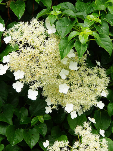 Erstes Zusatzbild des Artikels "Kletterhortensie Flying Saucer, PBR" (Bildbeschreibung ist in Arbeit