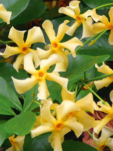 erstes zustzliches Bild des Artikels "Sternjasmin Star of Toscana" aus der Kategorie "Kletterpflanzen"