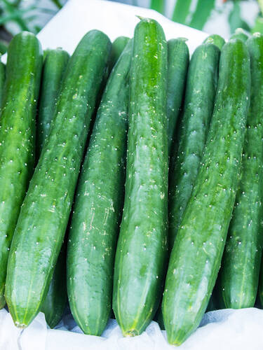 Gemüsepflanzen - Haus- und Freilandgurke Burpless Tasty Green, F1 (unveredelt) Bild 2