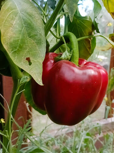 Erstes Zusatzbild des Artikels "Paprika Bellania, F1 (unveredelt)" (Bildbeschreibung ist in Arbeit