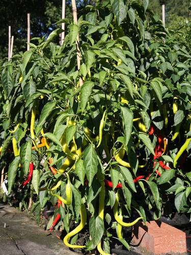 erstes zustzliches Bild des Artikels "Spiral-Chili" aus der Kategorie "Gemsepflanzen"