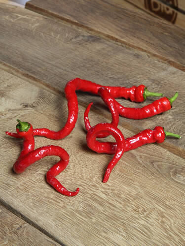 zweites zustzliches Bild des Artikels "Spiral-Chili" aus der Kategorie "Gemsepflanzen"