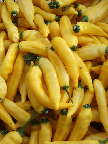 Gemüsepflanzen - Zitronen-Chili Lemon Drop Bild 2