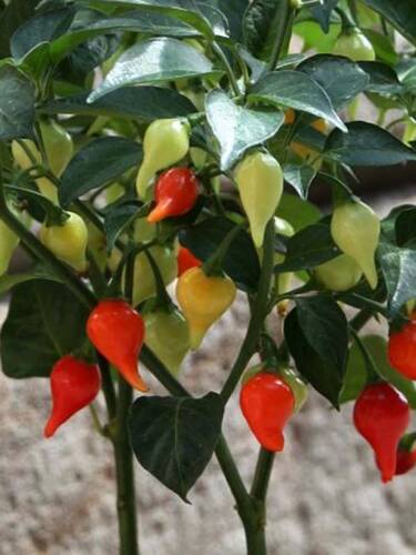 erstes zustzliches Bild des Artikels "Tropfen-Chili" aus der Kategorie "Gemsepflanzen"