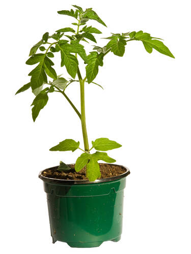 Viertes Zusatzbild des Artikels "Tomate Ochsenherz (unveredelt)" (Bildbeschreibung ist in Arbeit