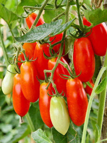 Drittes Zusatzbild des Artikels "Tomate Andenh�rnchen (unveredelt)" (Bildbeschreibung ist in Arbeit