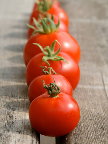 Erstes Zusatzbild des Artikels "Stabtomate Phantasia, F1 (unveredelt)" (Bildbeschreibung ist in Arbeit