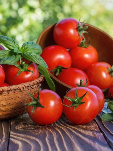 Zweites Zusatzbild des Artikels "Stabtomate Phantasia, F1 (unveredelt)" (Bildbeschreibung ist in Arbeit