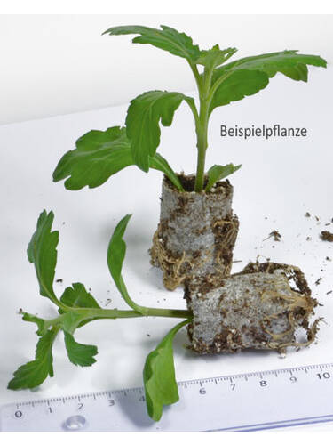 Erstes Zusatzbild des Artikels " Eisbegonie Paso Doble Cherry Red" (Bildbeschreibung ist in Arbeit